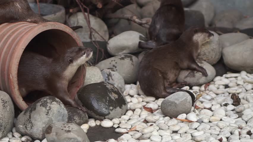 Beavers or Lutrinae. The 13 extant otter species are all semiaquatic, aquatic, or marine, with diets based on fish and invertebrates.
