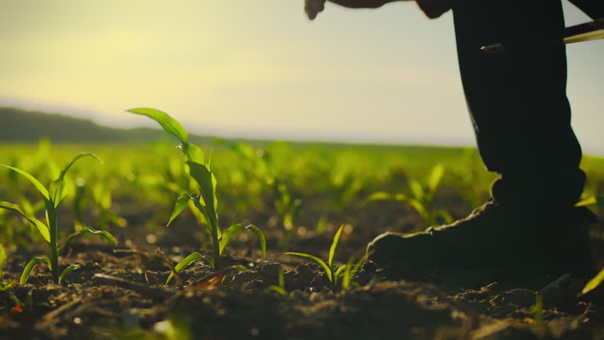 On an industrial corn plantation, an agronomist studies the growth rate and climbing energy of young seedlings, entering the collected data into a digital tablet. A modern approach to agronomy