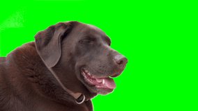Chocolate labrador retriever on green screen isolated with chroma key, real shot. Close-up portrait of a dog looking to the right.