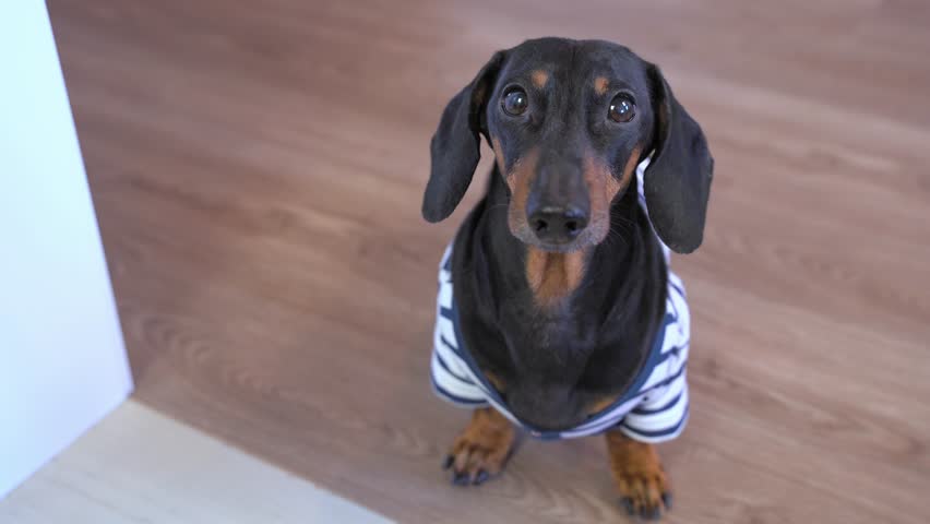 Dachshund dog in striped clothes barks impatiently, demands, distracts owner, begs, calls for walk, wants attention Annoying cheeky hungry pet begging for food Naughty dog, protest, calling to play 