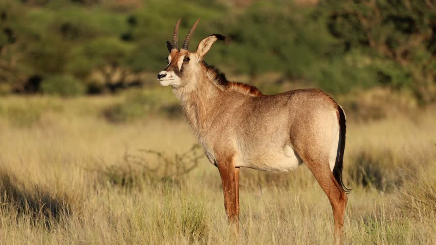 A rare roan antelope (Hippotragus equinus) in natural habitat, Mokala National Park, South Africa