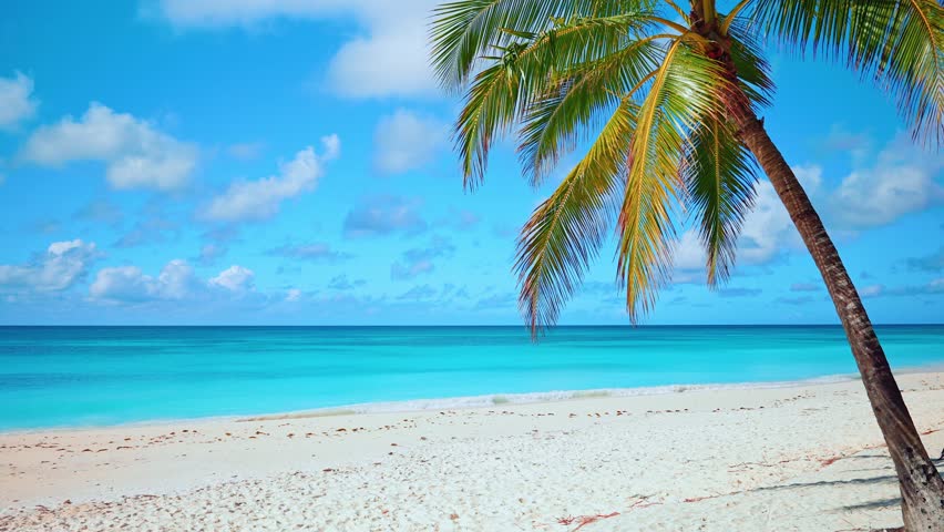 Beautiful view of a wild tropical beach in Sri Lanka on a sunny day. Landscape with turquoise ocean and cloudy sky, palm tree background, summer concept. Dream scene. Summer view of nature.