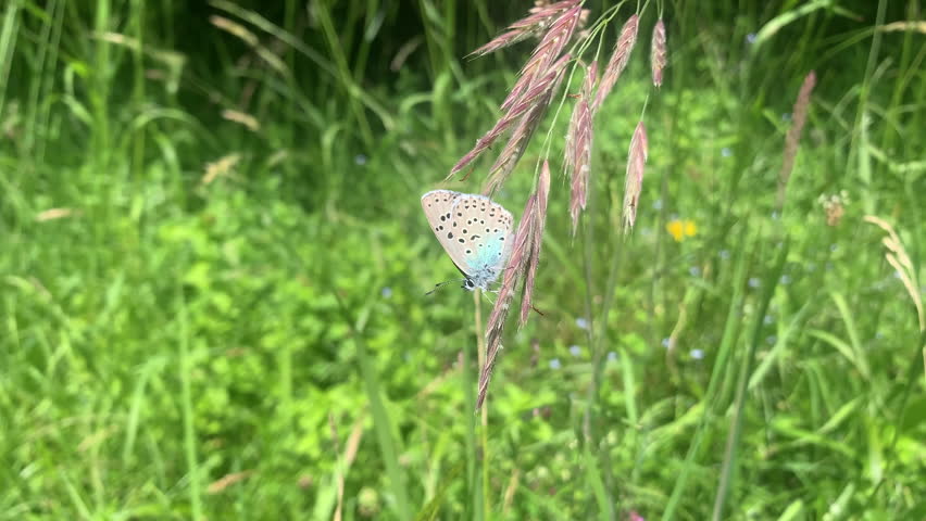 Large Blue butterfly rare and endangered insect close up UK 4K
