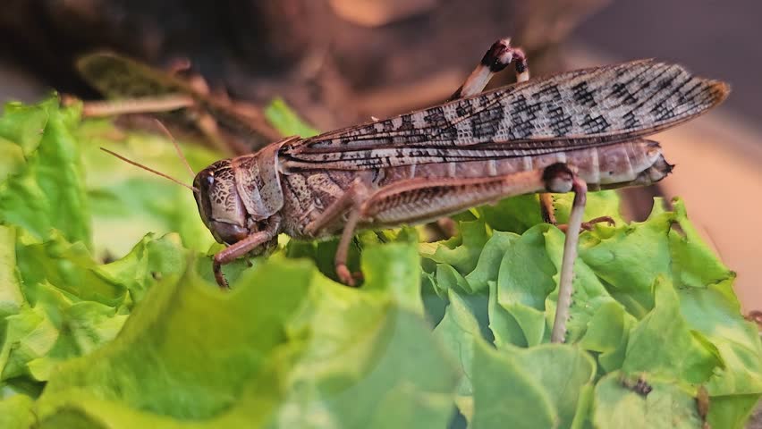 A Grasshoppers sitting and eating lettuce on a sunny day	