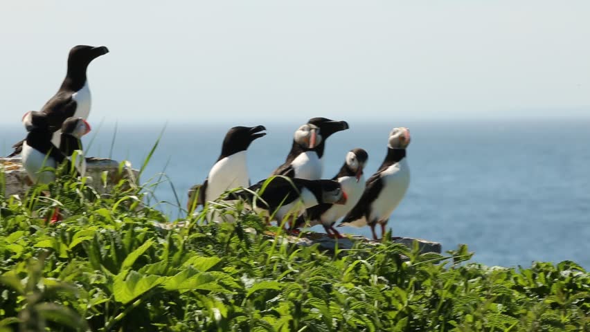 Group of Atlantic puffins and razorbills standing on rock and moving around during a sunny afternoon on the Île aux Perroquets (Parrots Island) in the Mingan Archipelago National Park Reserve, Quebec