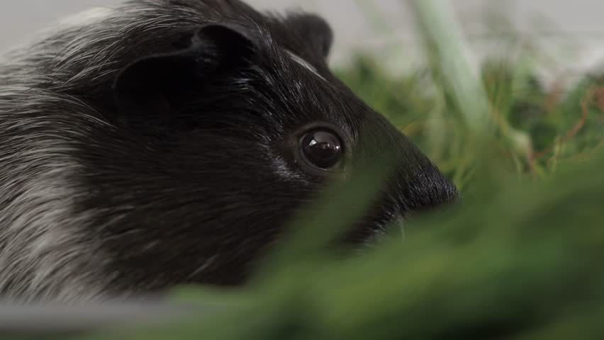 The guinea pig shows admirable endurance, continuing to eat grass without visible signs of fatigue. It methodically processes area after area, without slowing down. close-up. 4k