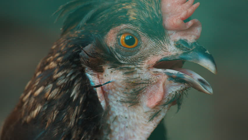 Close up portrait of the hen in the farm