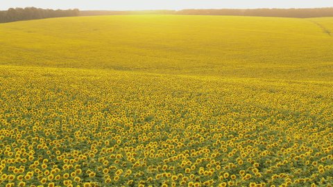 Aerial view of a large blooming sunflower field at sunset. Drone flying over agricultural fields Stock Video