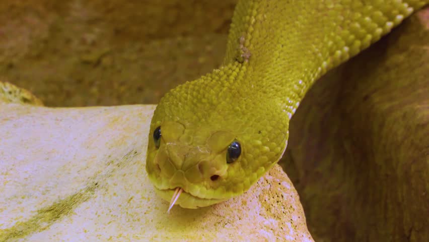 close up of rattlesnake head with it