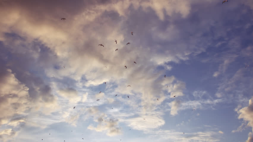 Seaguls And Sky 3D Animation