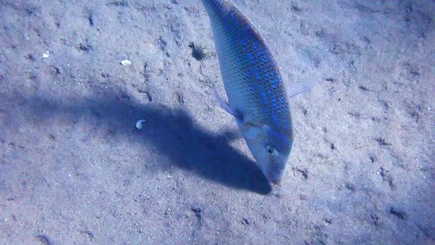 Important commercial fish of the Red Sea and Pacific Ocean - Spangled Emperor, scientific name is Lethrinus nebulosus, it belongs to the family Lethrinidae


