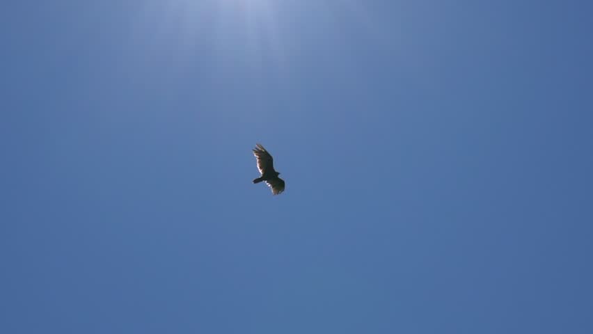 eagle gliding in a clear sky beautiful