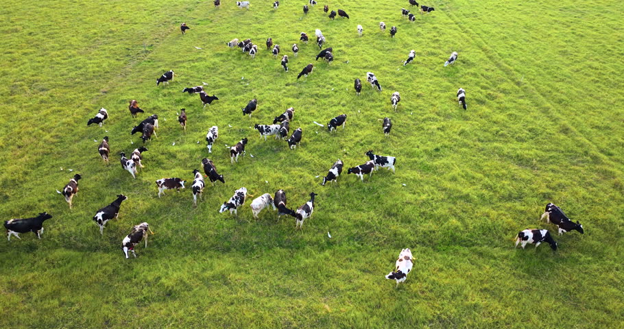 Milk cows grazing on green farm pasture. Production of organic dairy products. Feeding of cattle on farmland grassland