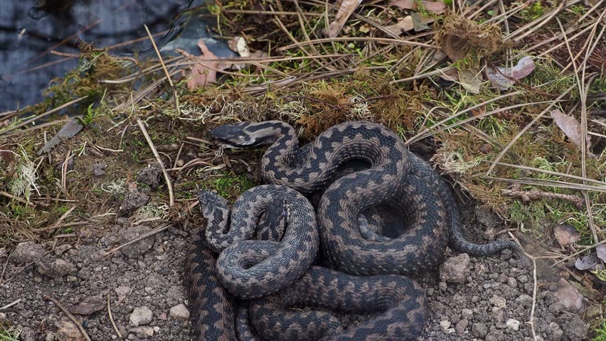 A group of Common European adder or common European viper (Vipera berus)