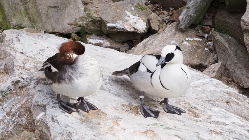 Male and female Smew (Mergellus Albellus)
