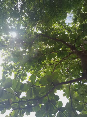 afternoon sunlight between tree branches