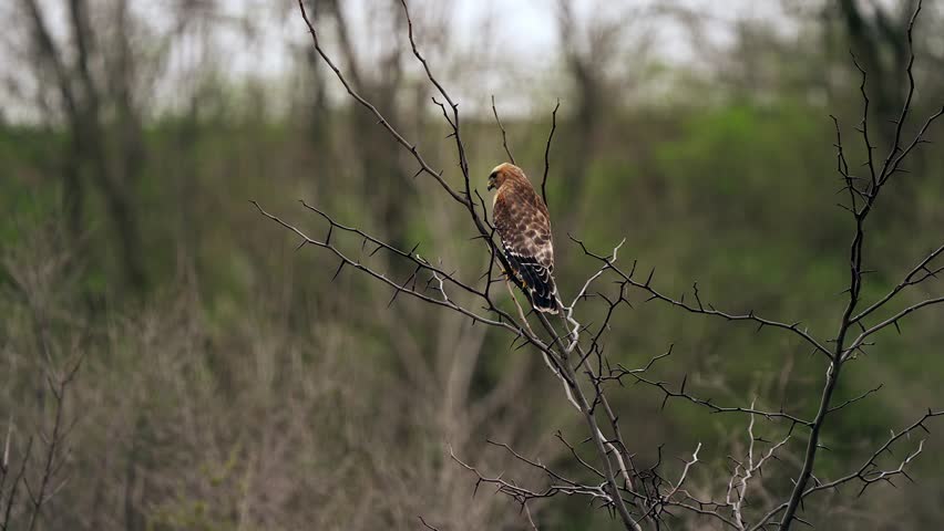 Red Tailed Hawk Perched on a Branch