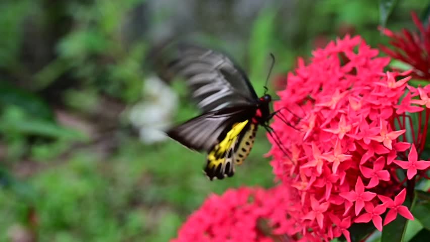 A Sahyadri birdwing (Troides minos, southern birdwing), a big, beautiful butterfly, visiting a bunch of red ixora flowers and sucking nectar.