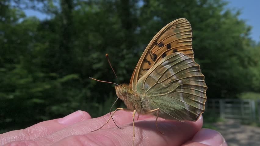 Silver-Washed Fritillary (Argynnis paphia) butterfly drinking perspiration from the photographer