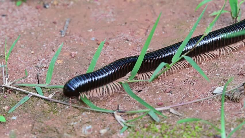 Side view of a Giant African Millipede
Archispirostreptus gigas crawling.