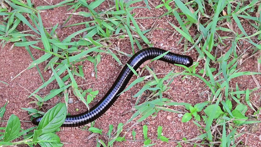 Top view of a black Giant African Millipede, Archispirostreptus gigas, crawling slowly.