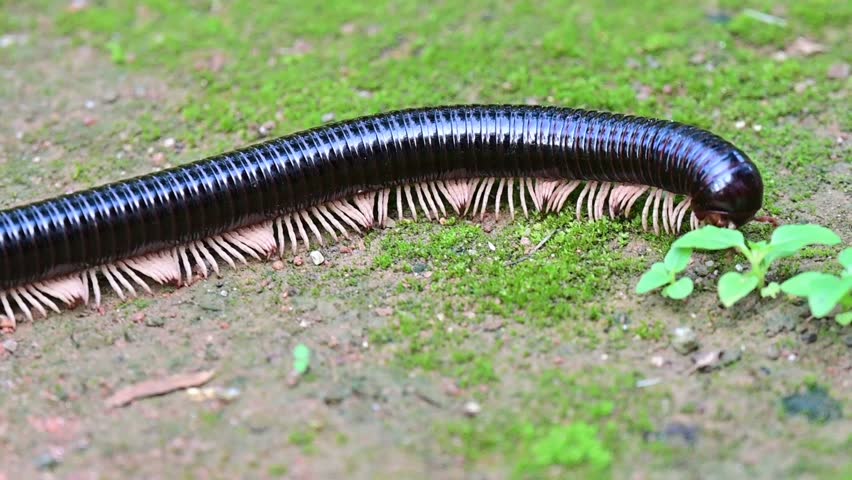 Side view of a Giant African Millipede
Archispirostreptus gigas crawling. Coordinated movement of its scores of legs.