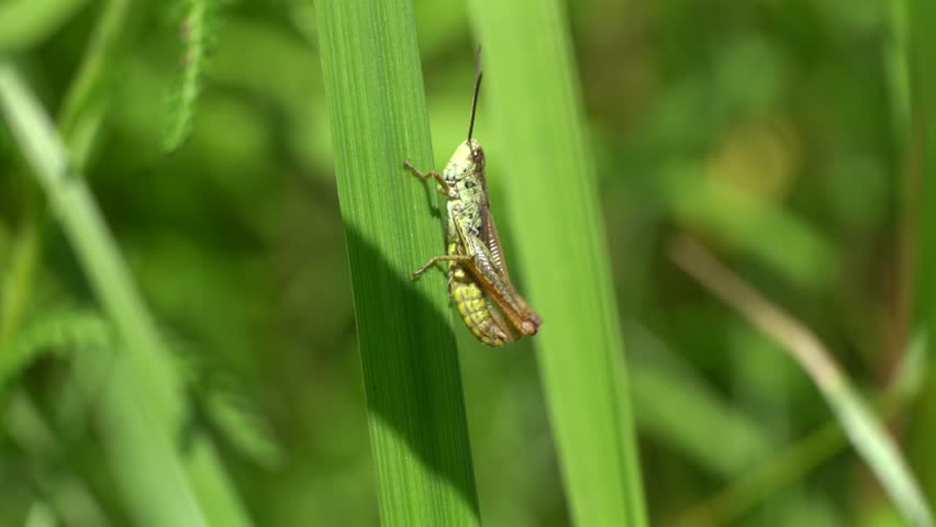 Green grasshopper sits on the grass and chirps