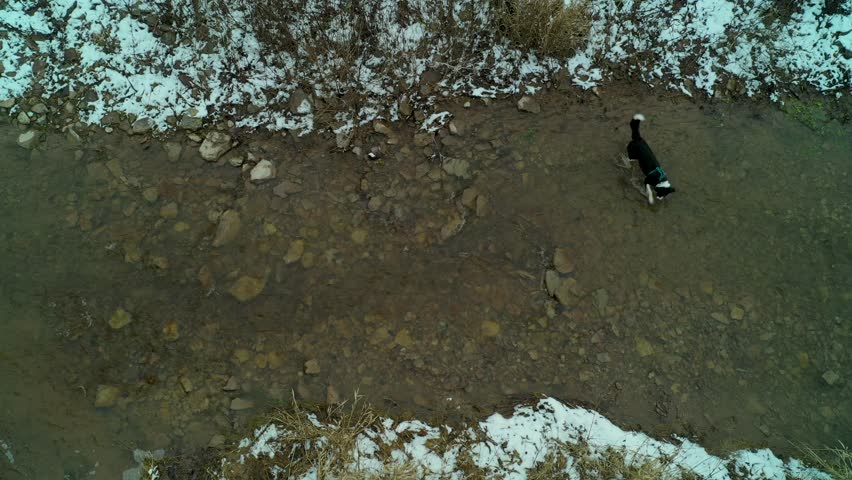 An aerial view above a border collie dog playing in the creek during winter