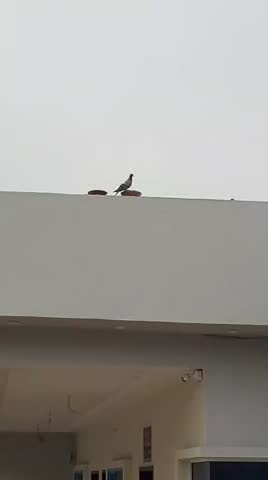 Birds are eating food under the clouds 