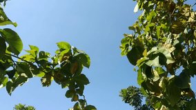 A tree with leaves is in the sky. The tree is tall and has many leaves - Powered by Shutterstock - Get 15% off with code: PIKWIZARD15