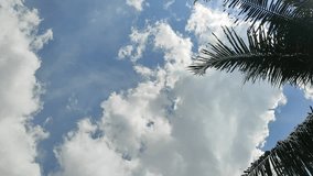 A view of coconut trees and moving clouds - Powered by Shutterstock - Get 15% off with code: PIKWIZARD15