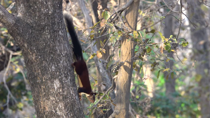 Malabar (Indian) giant squirrel on tree
Pench National Park, Central India,2024
