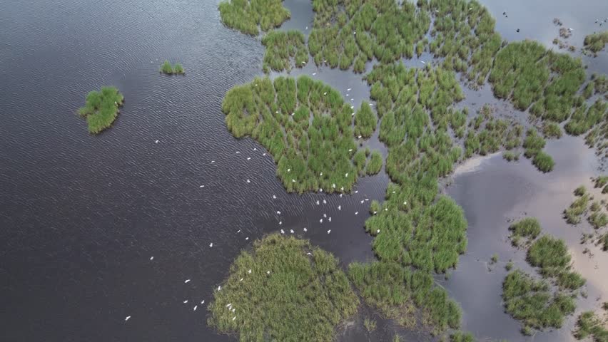 Seagulls flying over lush green marshy pond