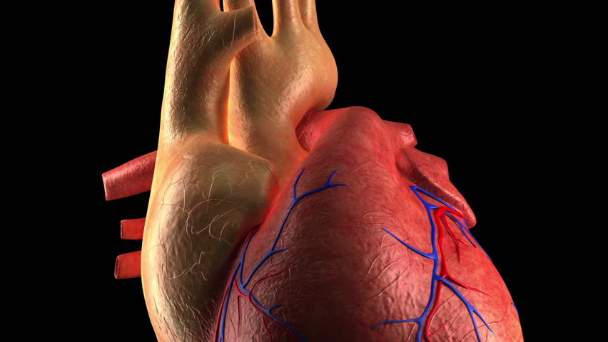 Anatomy of Human Heart Beat Stock Footage Video (100% Royalty-free