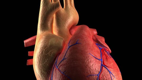 Anatomy of Human Heart Beat - Close-up