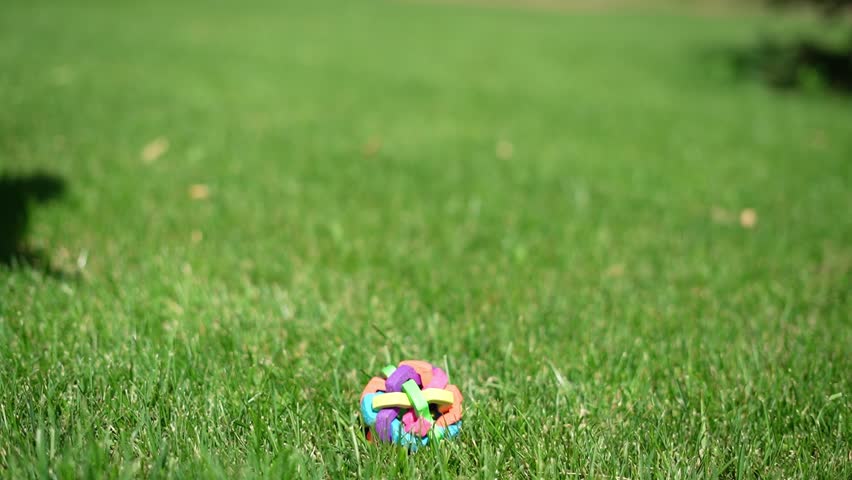 Red Toy Poodle Puppy sits in a wicker basket in a park. Cute puppy with a pink bow is looking at the camera. Domestic pets