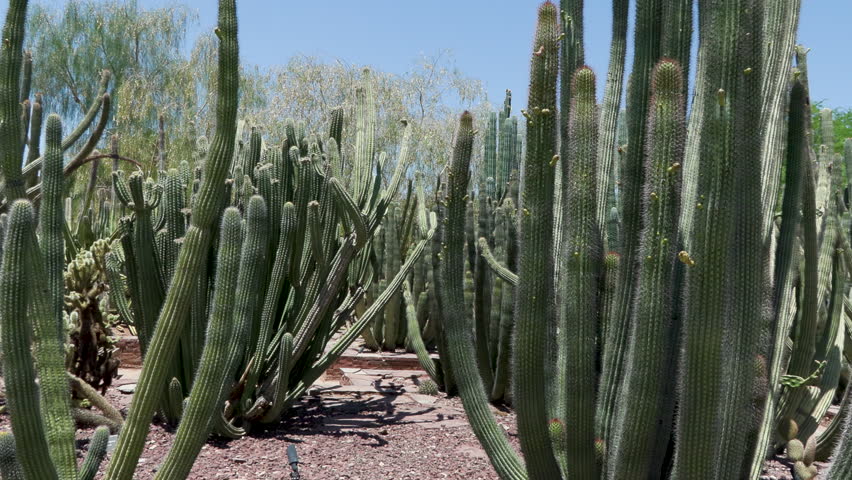 16 Phoenix Arizona cactus nature botanical garden desert landscape