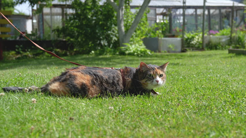 Woman walking with domestic cat on leash first time outside in summer. Curious pet exploring new smells and sounds, sits on grass outdoors. Kitty on harness on nature. 