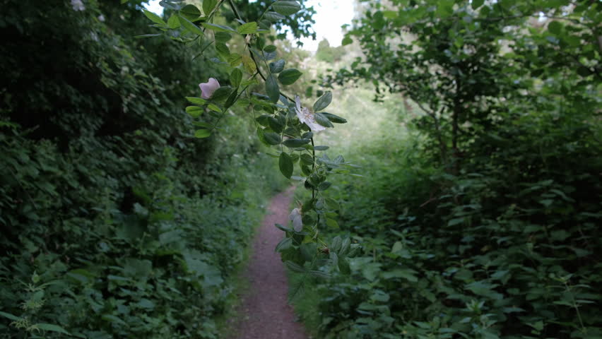 EDINBURGH - JUNE 24, 2024: A walk path through the woods near Duddingston Loch in Edinburgh, Scotland.