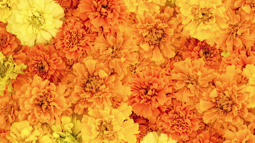 Mexican Marigold flowers background. Autumn composition. Pattern with marigolds slow motion 4k video. Flowers for Indian holidays and Day of the Dead.
