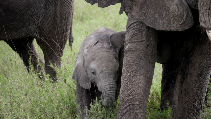 Newborn African Elephant with Mother