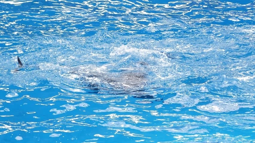 Close-up of two dolphins swimming in the pool at the dolphinarium. Performance of dolphins in the dolphinarium.
