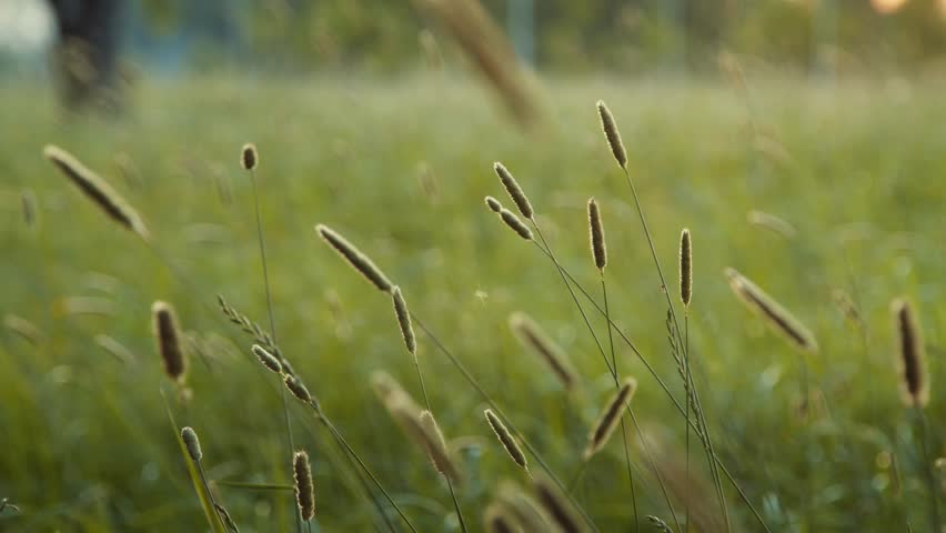 Closeup of grass blades in a peaceful field, capturing natural beauty of surroundings