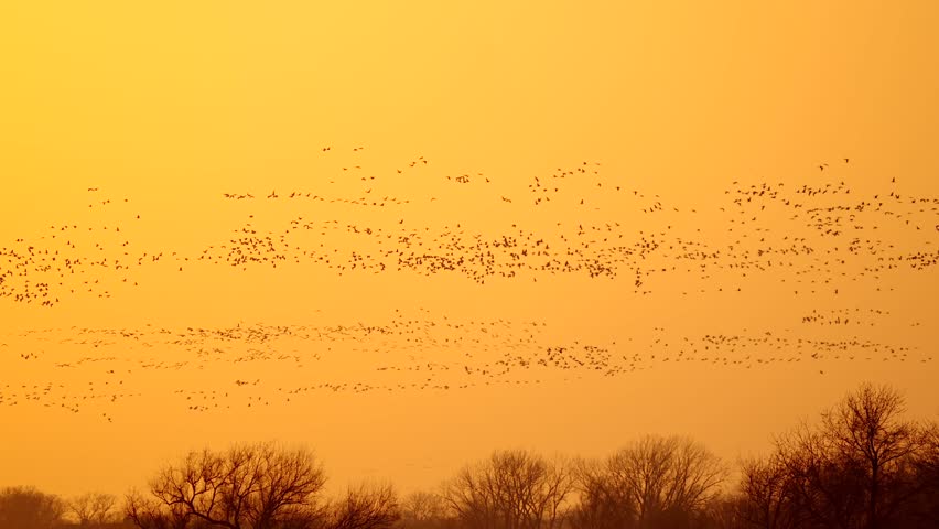 Sandhill Cranes Flying During Migration Season