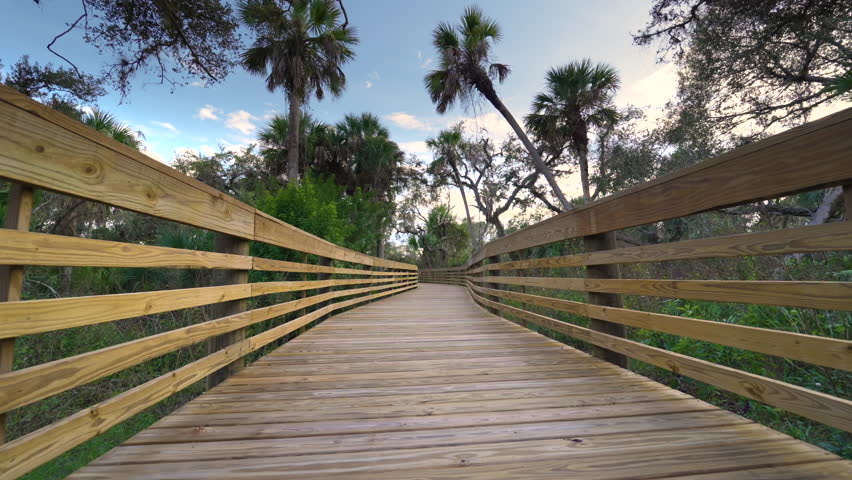 Hiking boardwalk trail in North Port, Florida. Jungle rainforest with green palm trees and wild vegetation. Dense tropical forest ecosystem.