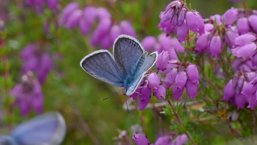 Silver-studded Blue Butterfly Resting on Bell Heather