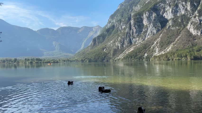 Three ducks are swimming in a lake. The water is calm and the sky is clear. The scene is peaceful and serene