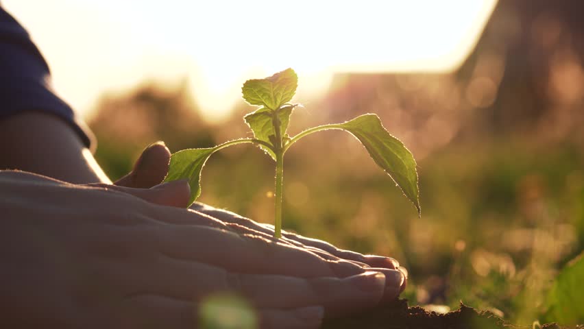 Closeup child arms planting green trees sprout in ground. Hands small girl corrected by pressing soil for seedling. Against warm shine of sun at sunset. Kids hobby taking care of and preserving nature