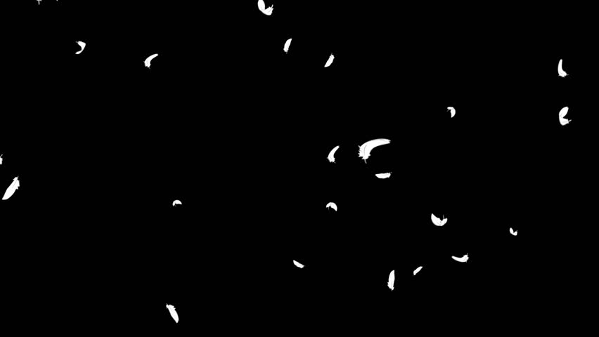 Animation of feathers falling diagonally from above, loop, background transparency