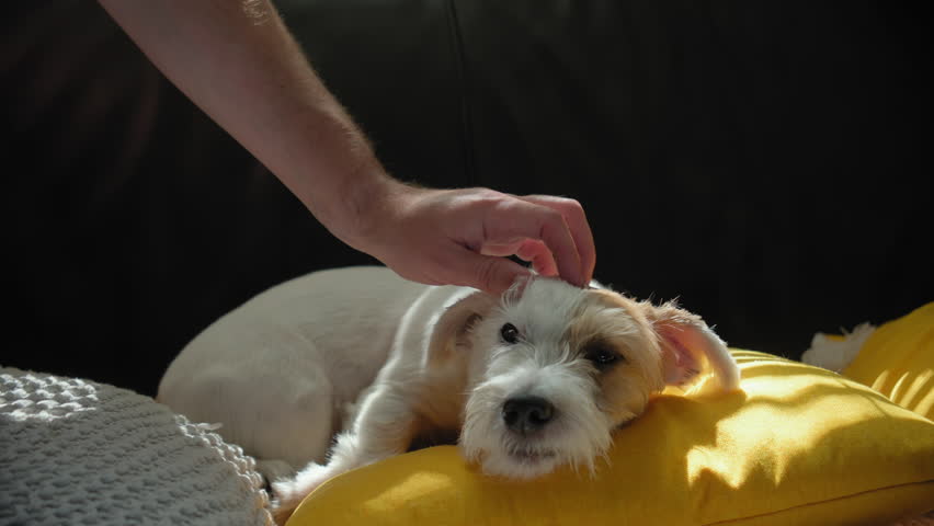 Hand Owner strokes Jack Russell dog lying on the sofas with pillows at home in the sunlight. Close up view